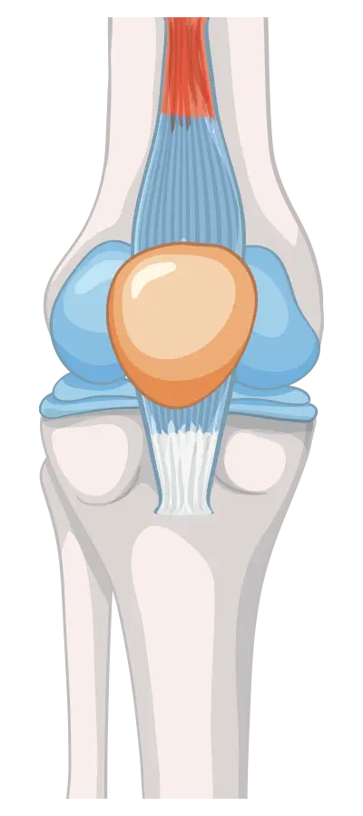 Orthopädie Dortmund Grafik Knie